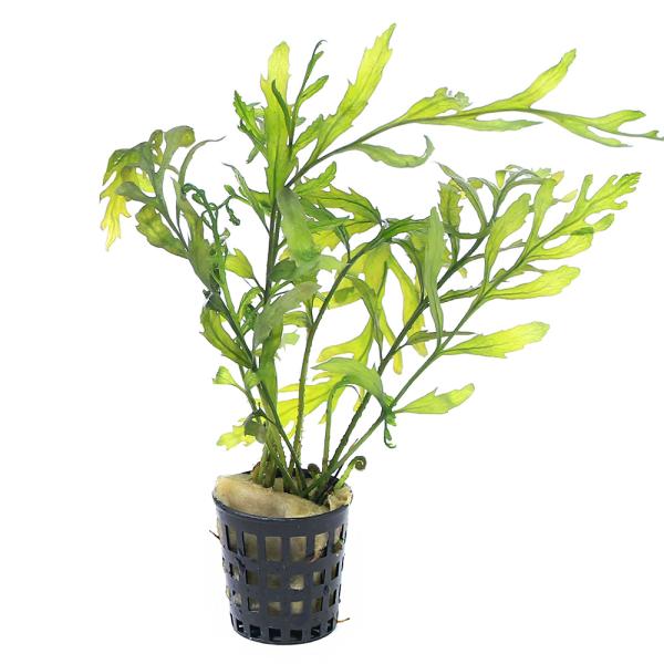 熱帯魚　活着する水草　活着性　透明　水草　水中シダ　水生シダ　後景草　陰性水草　低光量　シダ　羊歯　ボルビ　ボルビチス　アフリカミズシダ　ヒュディロッティ　ツルキシノオ科　ヘツカシダ属　Bolbitis　heudelotii　46house...