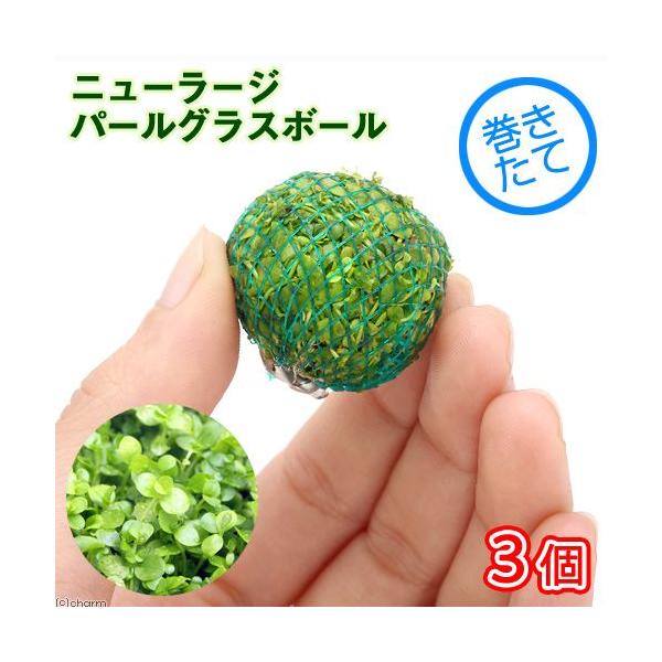 ijā@j[[Wp[OX@{[itji_jiRj