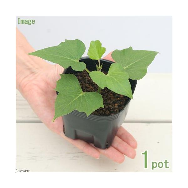 観葉植物 ペットリーフ サツマイモの苗 ３号 無農薬 １ポット さつまいもの苗 うさぎ 鳥 リクガメ おやつ 北海道冬季発送不可 Buyee Buyee 日本の通販商品 オークションの代理入札 代理購入