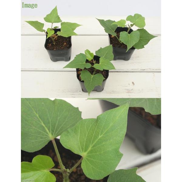 観葉植物 ペットリーフ サツマイモの苗 ３号 無農薬 １ポット さつまいもの苗 うさぎ 鳥 リクガメ おやつ 北海道冬季発送不可 Buyee Buyee Japanese Proxy Service Buy From Japan Bot Online