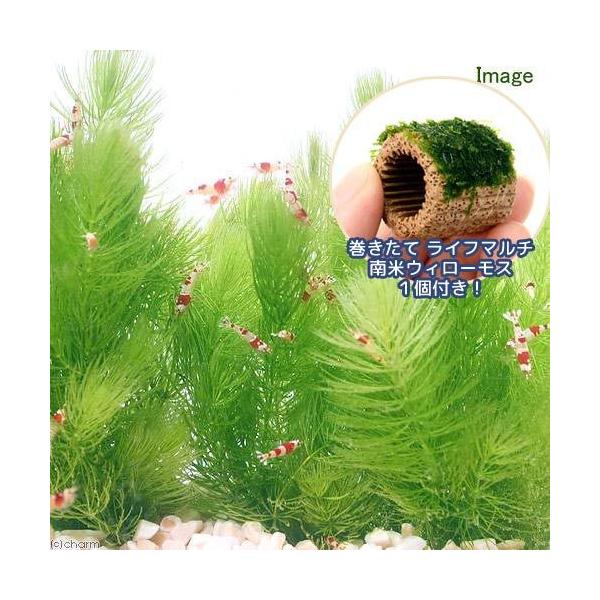 ij琬ρ@Ct}`ijEB[XiPj{Ct}`ij}c@~jiPjitji_jiPZbgj