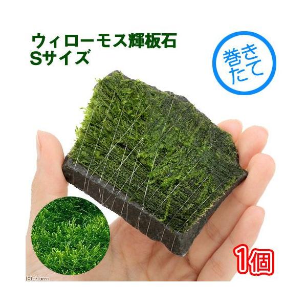 ijā@EB[X@P΁@rTCYitji_jiPj