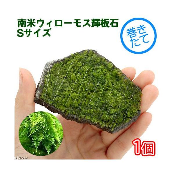 ijā@ăEB[X@P΁@rTCYitji_jiPj