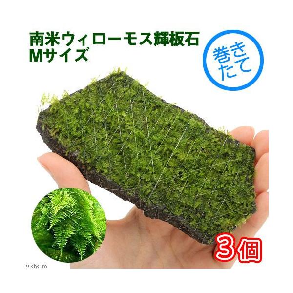 ijā@ăEB[X@P΁@lTCYiPSjitji_jiRj