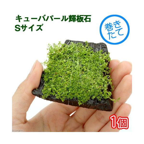 ijā@L[op[@P΁@rTCYitji_jiPj