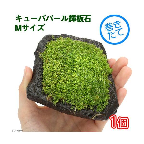 ijā@L[op[@P΁@lTCYiPSjitji_jiPj