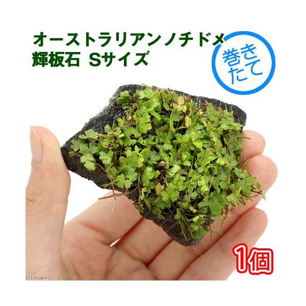 ijā@I[XgA@m`h@P΁@rTCYitji_jiPj