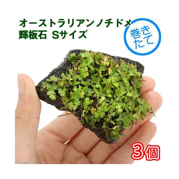 ijā@I[XgA@m`h@P΁@rTCYitji_jiRj