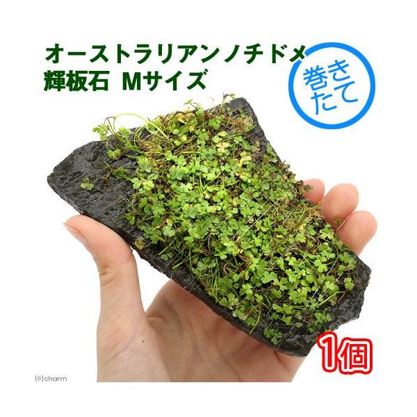 ijā@I[XgA@m`h@P΁@lTCYiPSjitji_jiPj