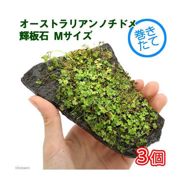 ijā@I[XgA@m`h@P΁@lTCYiPSjitji_jiRj