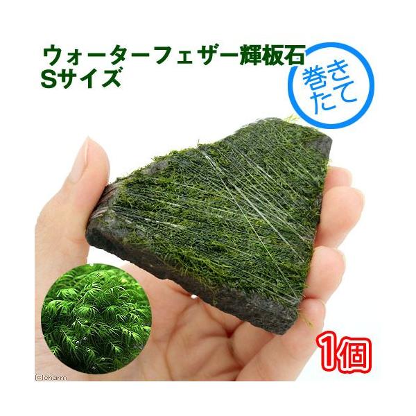 ijā@EH[^[tFU[@P΁@rTCYitji_jiPj