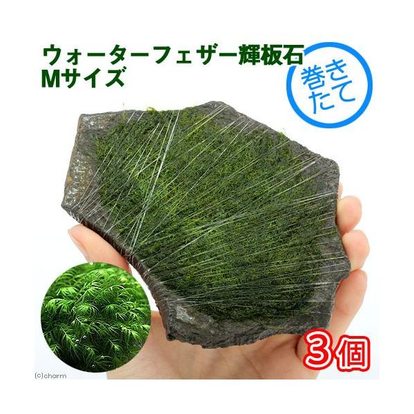 ijā@EH[^[tFU[@P΁@lTCYiPSjitji_jiRj