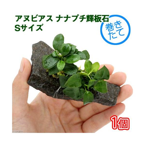 ijAkrAXii@v`@P΁@rTCYitjiPj