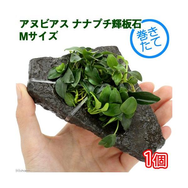 ijAkrAXii@v`@P΁@lTCYiPSjitjiPj