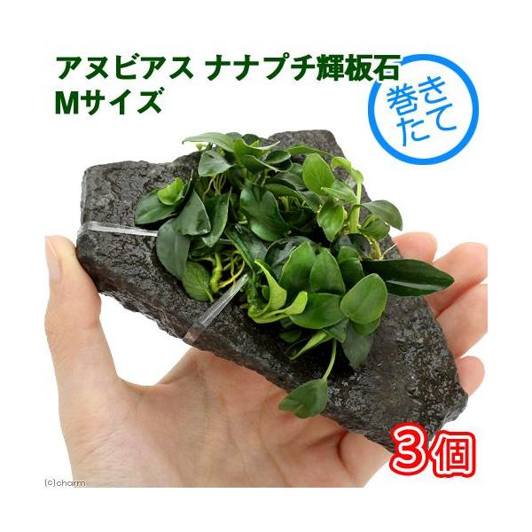 ijAkrAXii@v`@P΁@lTCYiPSjitjiRj