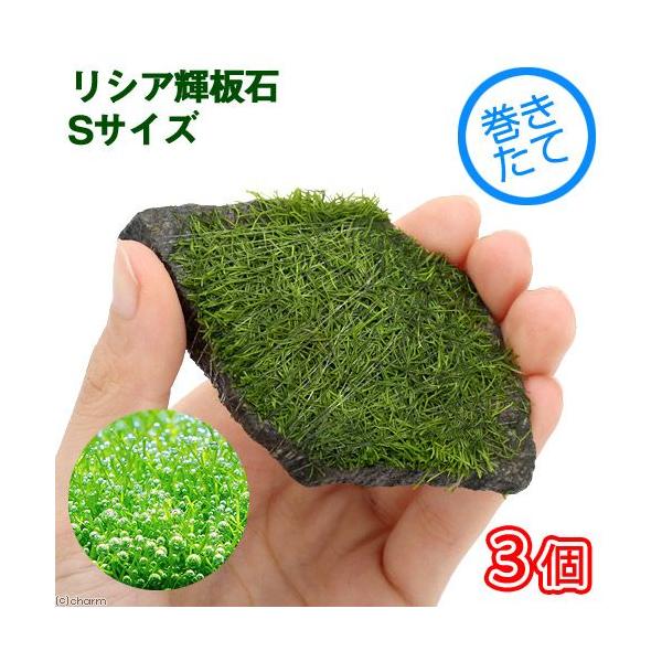 ijā@VA@P΁@rTCYitji_jiRj@kCEBq֗vۉ