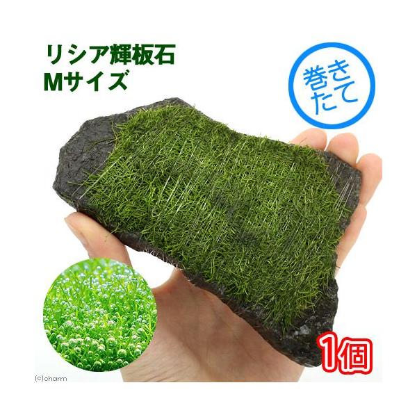 ijā@VA@P΁@lTCYiPSjitji_jiPj@kCEBq֗vۉ