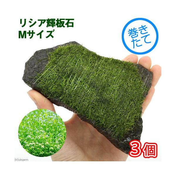 ijā@VA@P΁@lTCYiPSjitji_jiRj@kCEBq֗vۉ