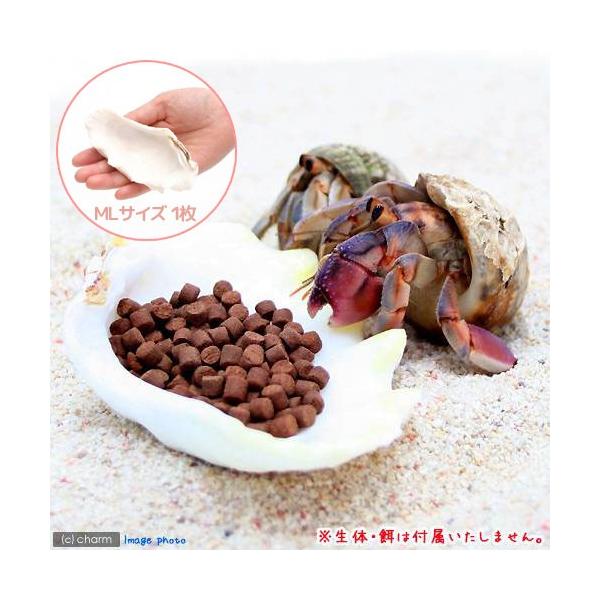 メーカー：(株)リーフ Leaf Corp アクアリウム用品　_animal　_insect　◎　kaisui71　muryotassei_600_699　かざりサンゴ　ヤドカリ　餌皿　エサ入れ　水入れ　装飾　レイアウト　インテリア　オブジ...