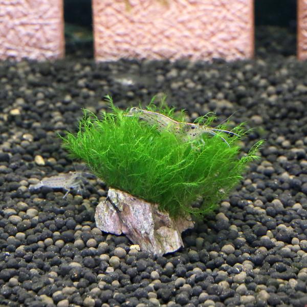 ij琬ρ@EH[^[tFU[@RΏitji_jiTj