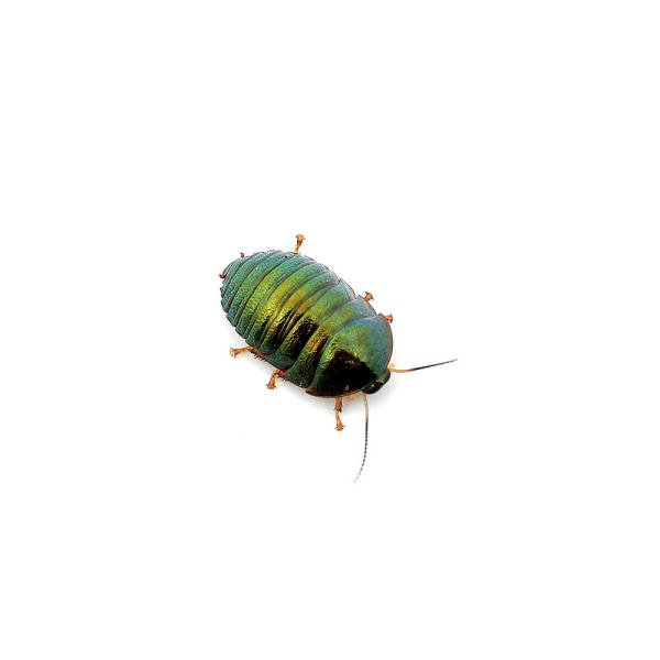 Baby Three 虫シリーズ(ゴキブリ)金色オイル流れる目、シークレット BabyThree虫シリーズ ゴキブリぬいぐるみ金色オイル流れる目