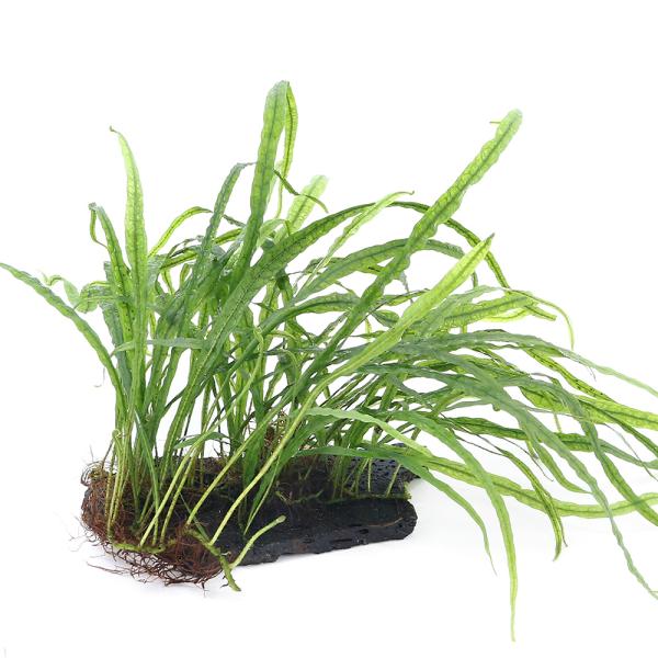 活着 水草の人気商品 通販 価格比較 価格 Com