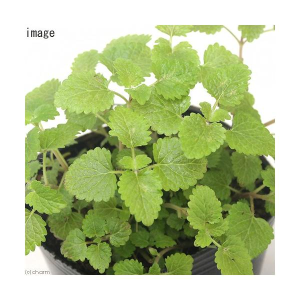 iϗtAjn[uc@o[@RiP|bgj@ƒ؉