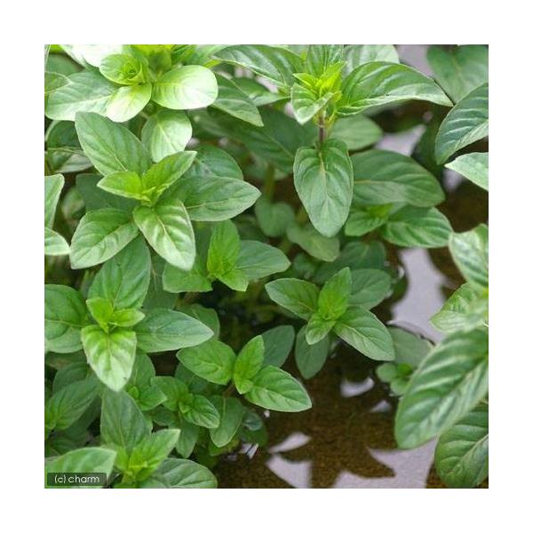 iϗtAjybg[t@jznbJ̕c@@RiP|bgjixԁj