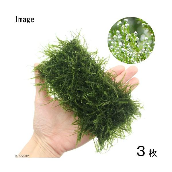 ij琬ρ@ouX@NbVitji_jiRj