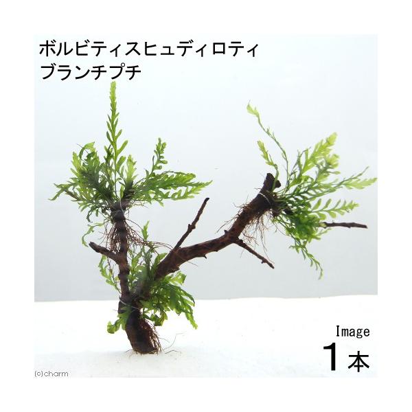 ij{reBX@qfBeB@u`v`itji_jiP{j`ӍH[`