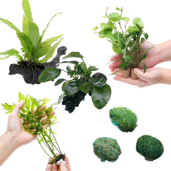 熱帯魚　_aqua　有茎　ハ行　Bacopa　水草　後景草　丸い　all_plants　キューバ　キューバパール　パールグラス　ウィローモス　ヘアーグラス　ヘアショー　ヘアーグラスショート　水中葉　半水中葉　鉛巻き　おまかせ　セット　ミクロ...