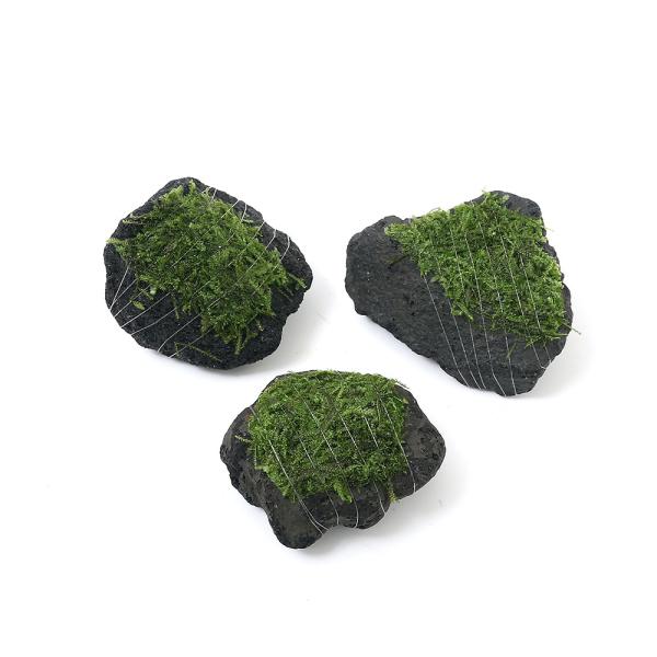 ijā@EB[X@~bNX@n΁@rrTCYiWȉjitji_jiPj