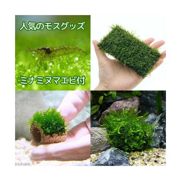 キナル別注 エビ 水草 人気のモスグッズ ミナミヌマエビ付 沖縄別途送料 北海道 九州 沖縄航空便要保温 お買い求めしやすい価格 R4urealtygroup Com