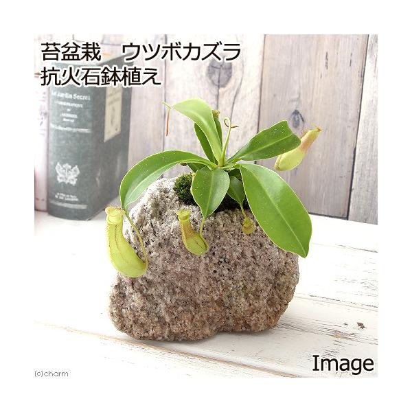 iϗtAjۖ~́@Ec{JY@RΐΔAiPjہixԁj