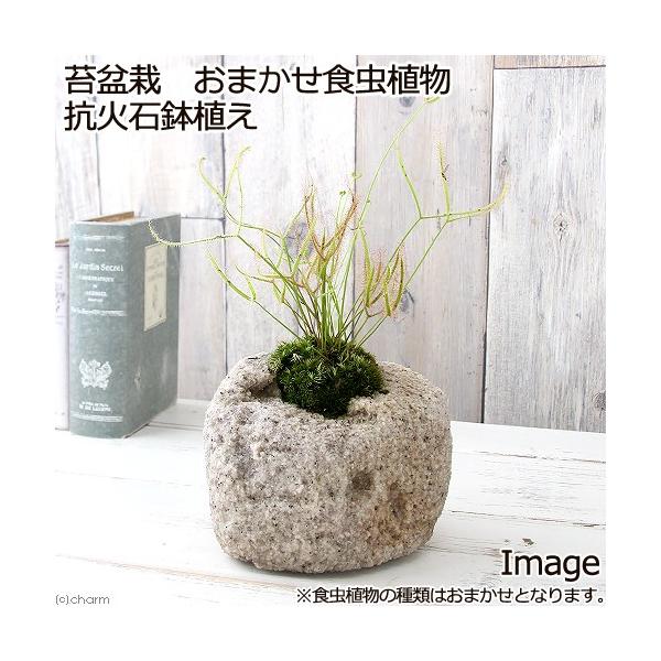 盆栽 『イタビ』インテリア 観葉植物 ガーデニング 苔 送料無料 b224 チャーム（charm） （観葉植物）苔盆栽 おまかせ食虫植物 抗火石鉢植え