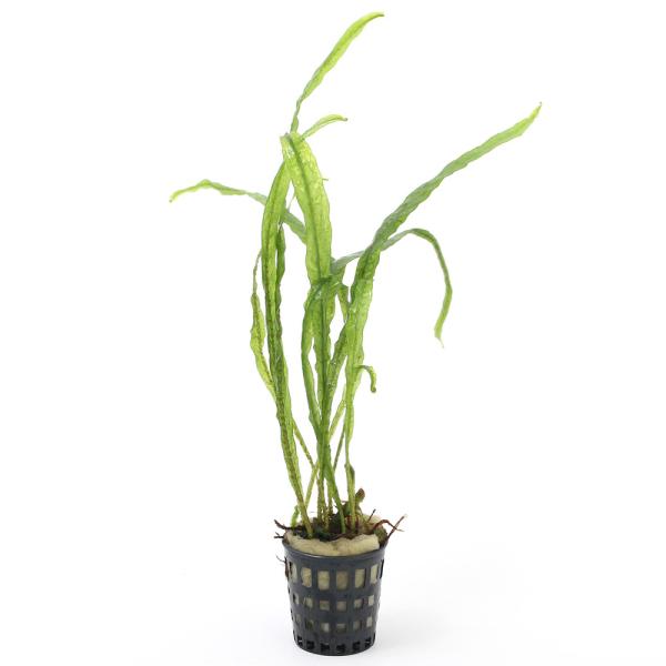 ij~j|bg@~N\E@Z~i[itji_jiR|bgj