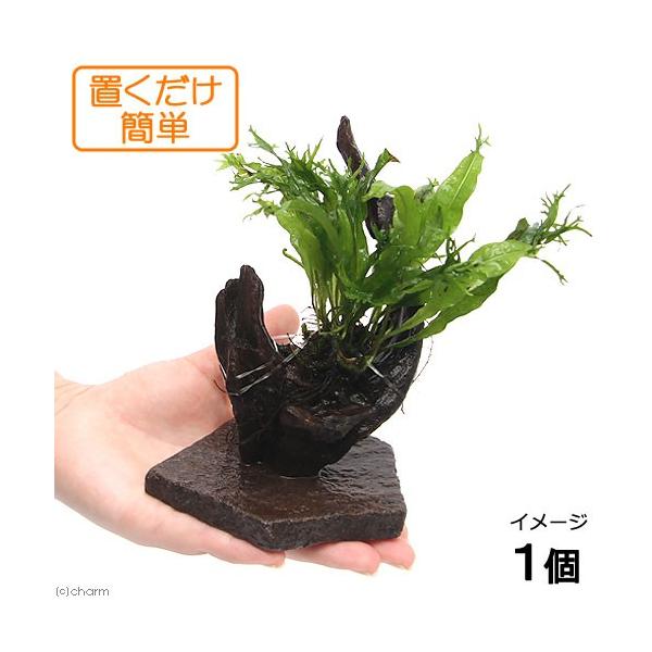 ijuȒP@CAEg؁@~N\E@EFfBttitjiPj