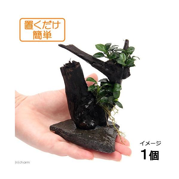 ijuȒP@CAEg؁@AkrAXii@v`titjiPj