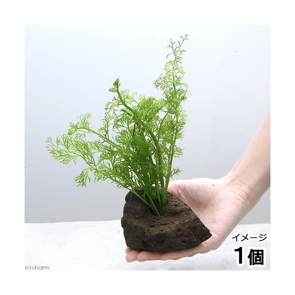 ijxgiYXvCgitjnΕti_jiPj