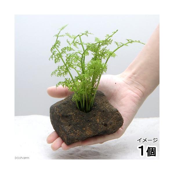 ijAJ@EH[^[XvCgitjnΕti_jiPj