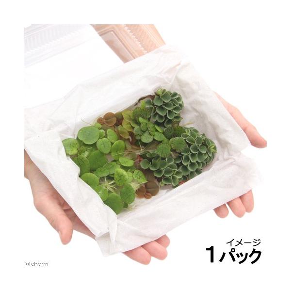 ij܂@pbNi_jiRPOjiPpbNj