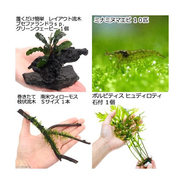 エビ 水草 置くだけ簡単 レイアウト３種セット ｖｅｒ３ 水中葉 １セット ミナミヌマエビ 沖縄別途送料 北海道 九州航空便要保温 チャーム Charm Paypayモール店 通販 Paypayモール