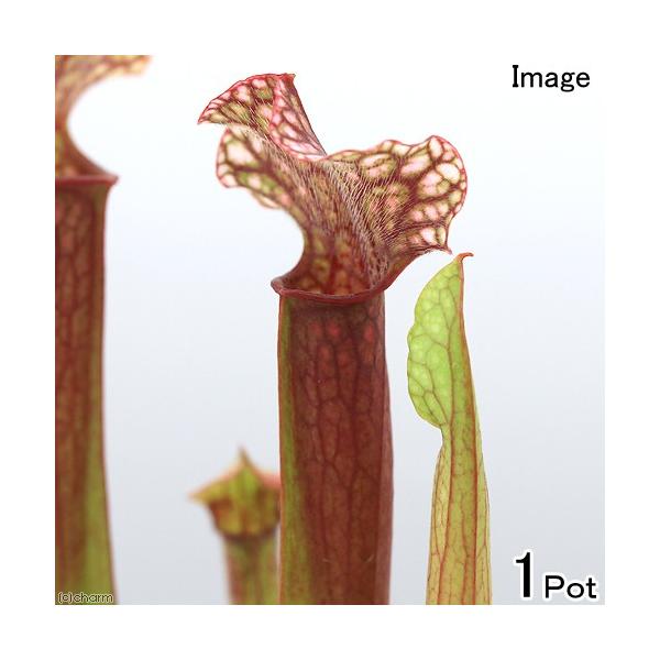 _gardening　_interior　_hachu　_kame　観葉植物　園芸　ガーデニング　ビバリウム　アクアテラリウム　パルダリウム　食虫植物　ヘイシソウ　瓶子草　ピッチャープラント　Sarracenia　otosiana_pio　...