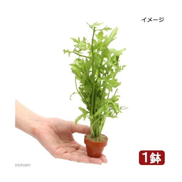 ijEH[^[XvCg@~jfĂitji_jiPj