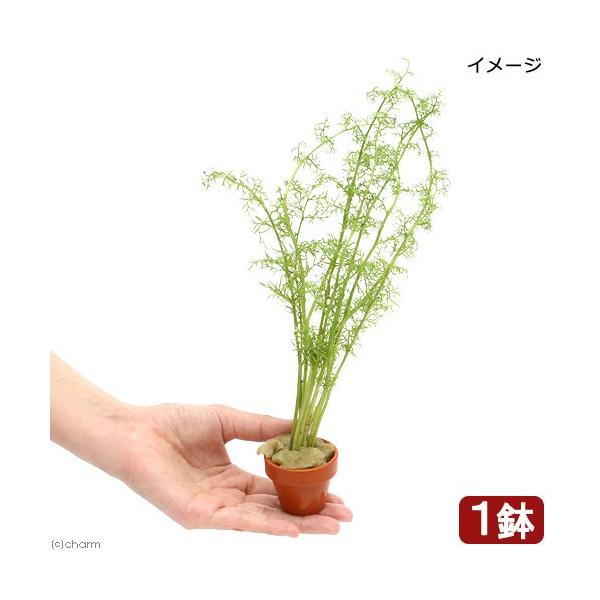 ijt@C[t@IX@XvCg@~jfĂitji_jiPj