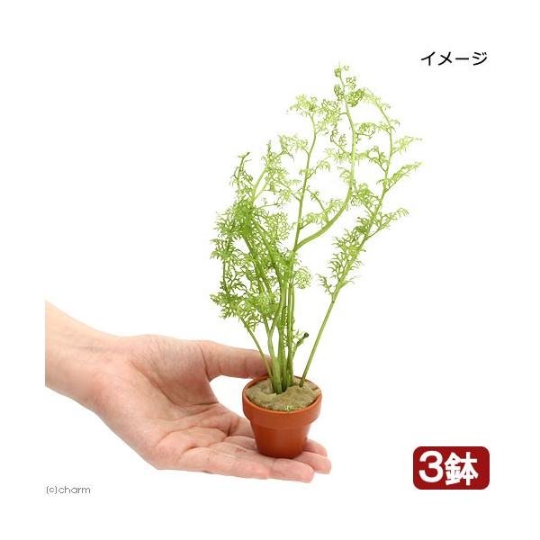 ijAJ@EH[^[XvCg@~jfĂitji_jiRj