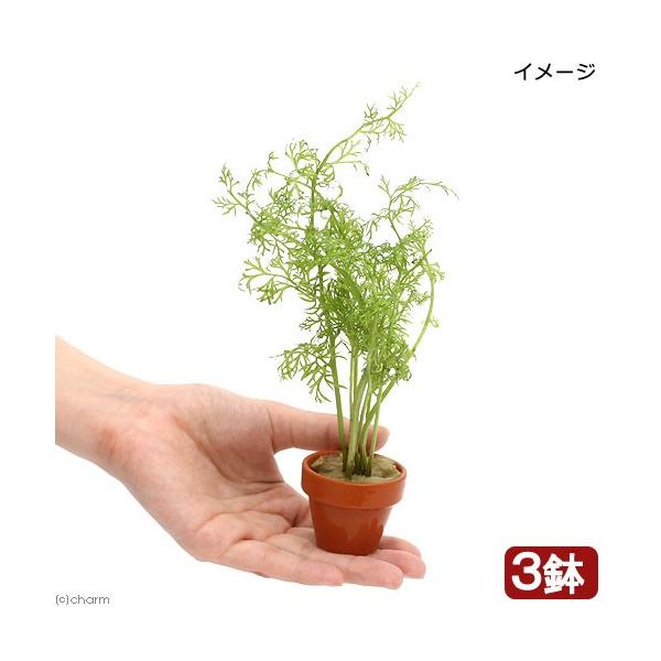 ijxgiYXvCg@~jfĂitji_jiRj