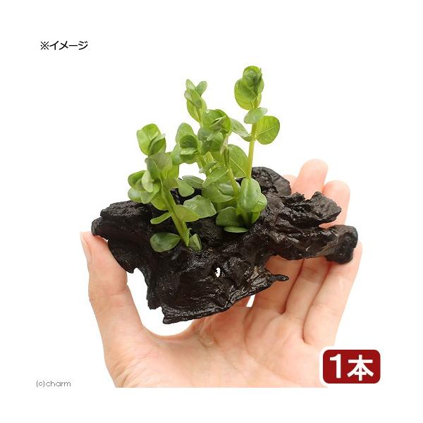 ijO[^@ؕt@rrTCYitji_jiP{jiPOj