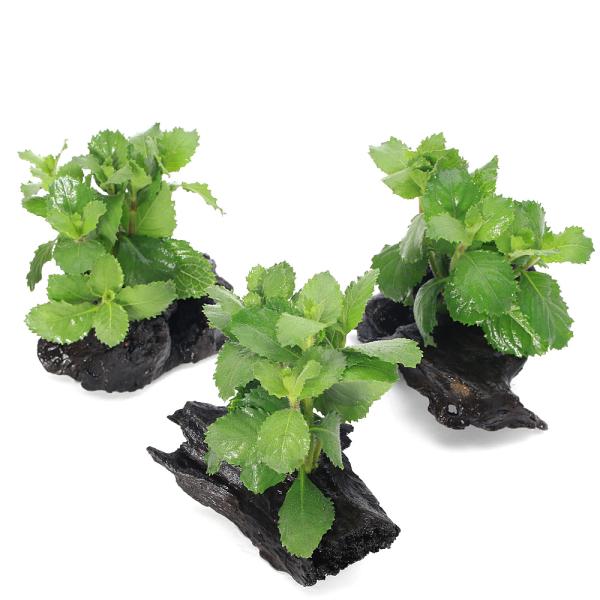 熱帯魚　ウォーターウィステリア　water_wisteria　_aqua　woodplants　水草　ミニ　流木付き水草　all_plants　ウォーターウィステリアはこちら　wp_kywrd　i6nta29n水草　saki27to09　w...