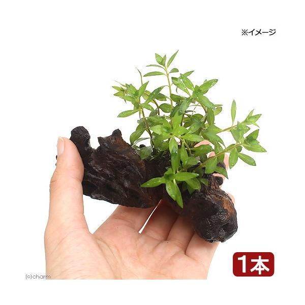 ijhEBWAEuryX@ؕt@rrTCYiPOjitji_jiP{j